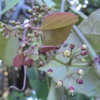 Cissus lonchiphylla Thwaites